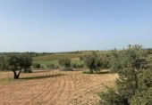 Non-developable land for sale on España, Morata de Tajuña, ref: TR218900 photo
