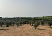 Non-developable land for sale on España, Morata de Tajuña, ref: TR218900 photo