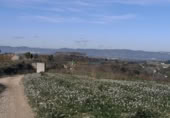 Non-developable land for sale on España, Castelló de Rugat, ref: TR346300 photo