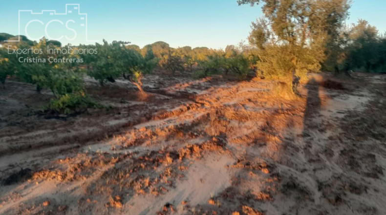 Huelva - Альмонте - 10000m2