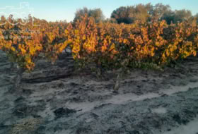 Almonte 10000&nbsp;m²