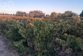 Almonte 10000&nbsp;m²