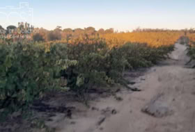 Almonte 10000&nbsp;m²