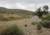 Parcel·la urbanitzable en venda a la España, el Fondó dels Frares, ref.: TR128673 foto