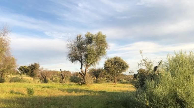 Cáceres - Aldea del Cano - 19400m2