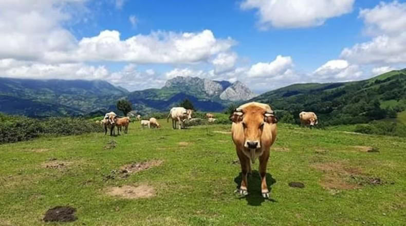 Asturias - Mieres - 5043m2