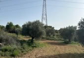 Non-developable land for sale on España, Morata de Tajuña, ref: TR292466 photo