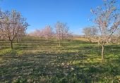 Terreny no urbanitzable en venda a la España, Fuente Álamo, ref.: TR391915 foto
