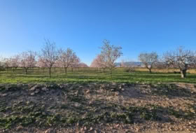 Fuente Álamo 6519&nbsp;м²