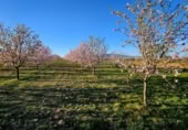 Terreny no urbanitzable en venda a la España, Fuente Álamo, ref.: TR391915 foto