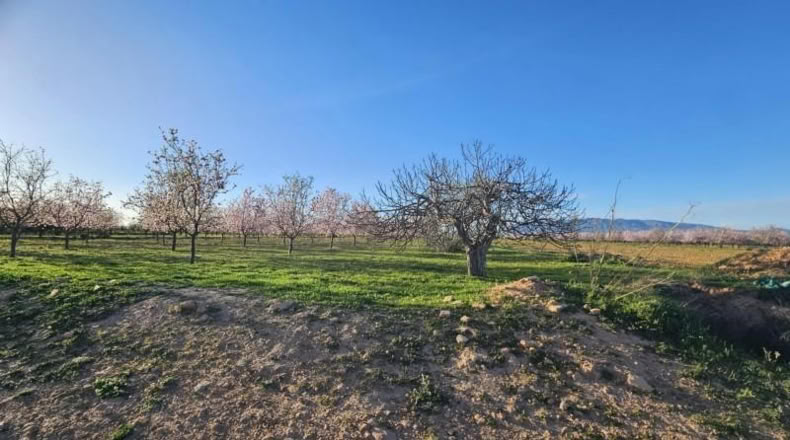 Murcia - Fuente Álamo de Murcia - 6519m2