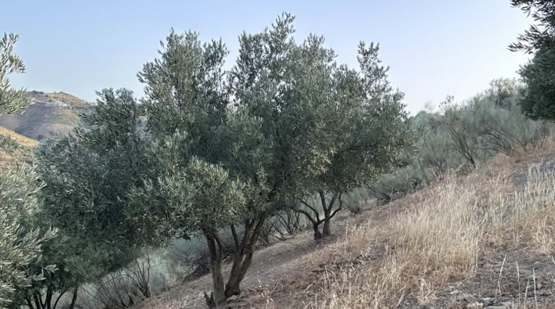 Malaga - Colmenar - 9800m2