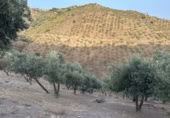 Terreny no urbanitzable en venda a la España, Colmenar, ref.: TR177047 foto