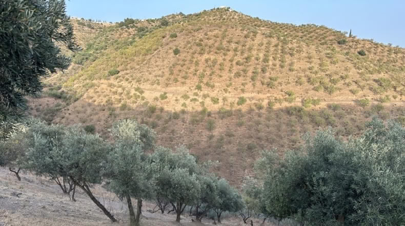 Malaga - Colmenar - 9800m2