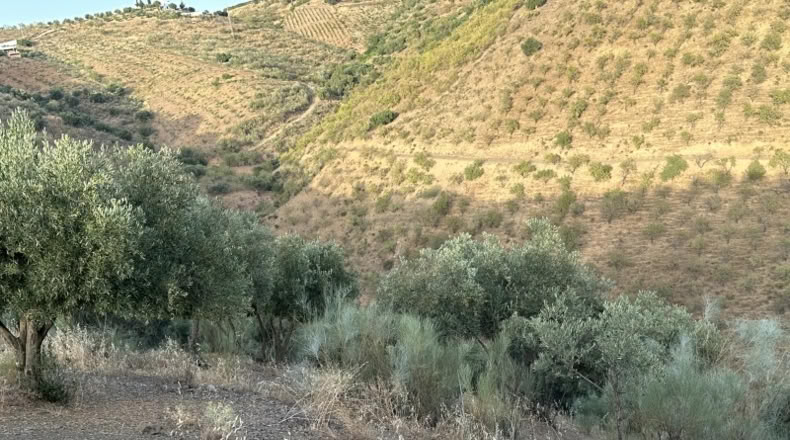 Malaga - Colmenar - 9800m2