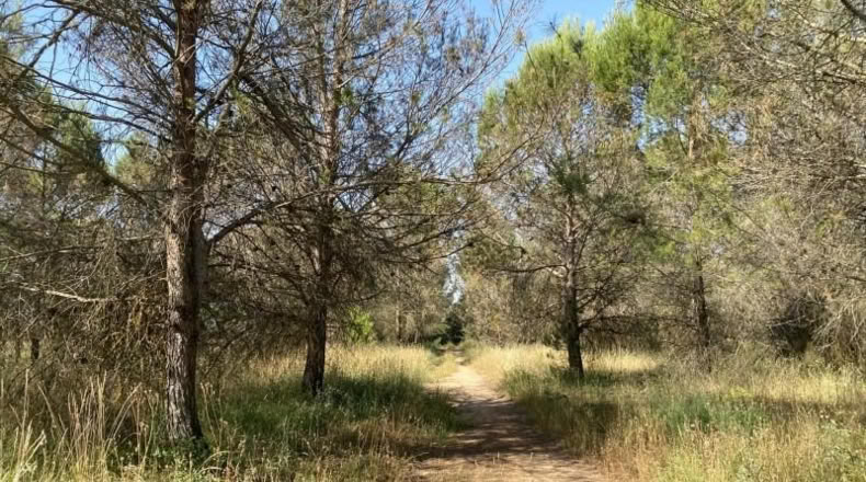 Navarra - Elizondo - 10250m2