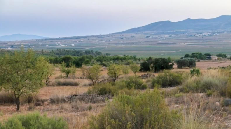 Múrcia - Yecla - 15496m2
