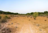 Terreny no urbanitzable en venda a la España, Iecla, ref.: TR127197 foto