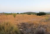 Terreny no urbanitzable en venda a la España, Iecla, ref.: TR127197 foto