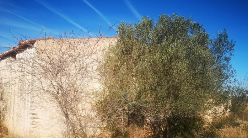 Castellón - Traiguera - 38708m2