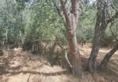 Terreny no urbanitzable en venda a la España, Sotosalbos, ref.: TR168670 foto