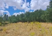 Terreny no urbanitzable en venda a la España, Sotosalbos, ref.: TR168670 foto