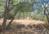Terreny no urbanitzable en venda a la España, Sotosalbos, ref.: TR168670 foto