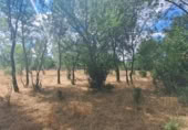 Terreny no urbanitzable en venda a la España, Sotosalbos, ref.: TR168670 foto