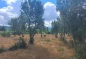 Terreny no urbanitzable en venda a la España, Sotosalbos, ref.: TR168670 foto