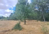 Terreny no urbanitzable en venda a la España, Sotosalbos, ref.: TR168670 foto