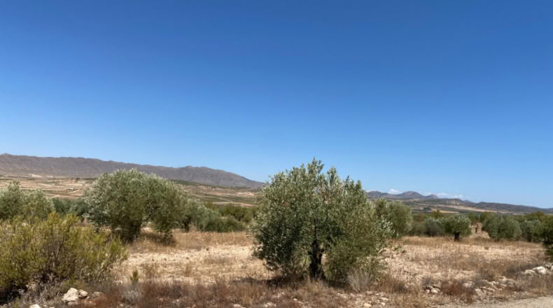 Múrcia - Jumilla - 16500m2