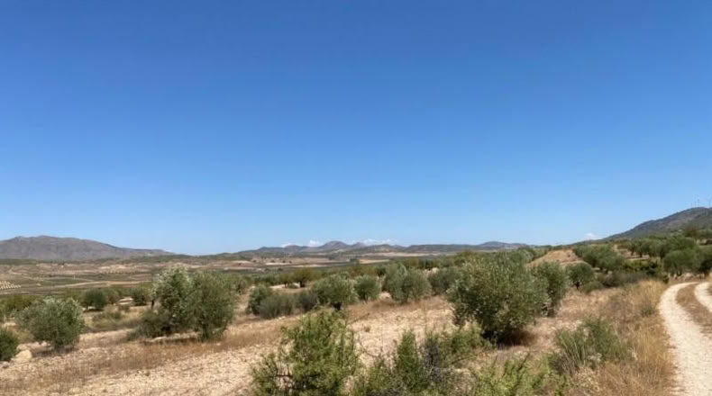 Múrcia - Jumilla - 16500m2