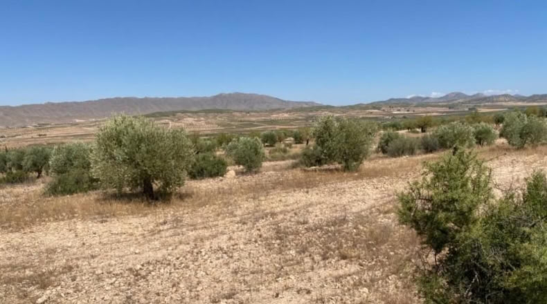 Múrcia - Jumilla - 16500m2