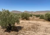 Terreny no urbanitzable en venda a la España, Jumella, ref.: TR118460 foto
