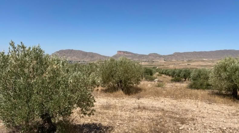 Múrcia - Jumilla - 16500m2