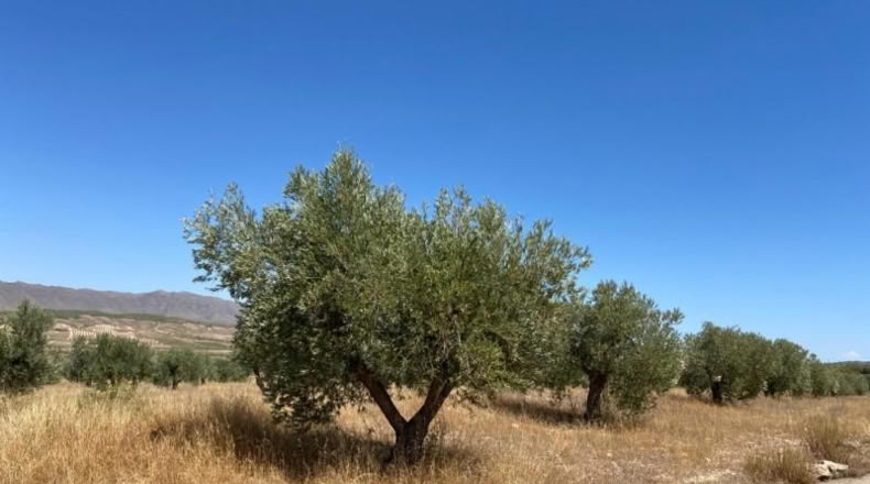 Múrcia - Jumilla - 16500m2