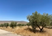Terreny no urbanitzable en venda a la España, Jumella, ref.: TR118460 foto