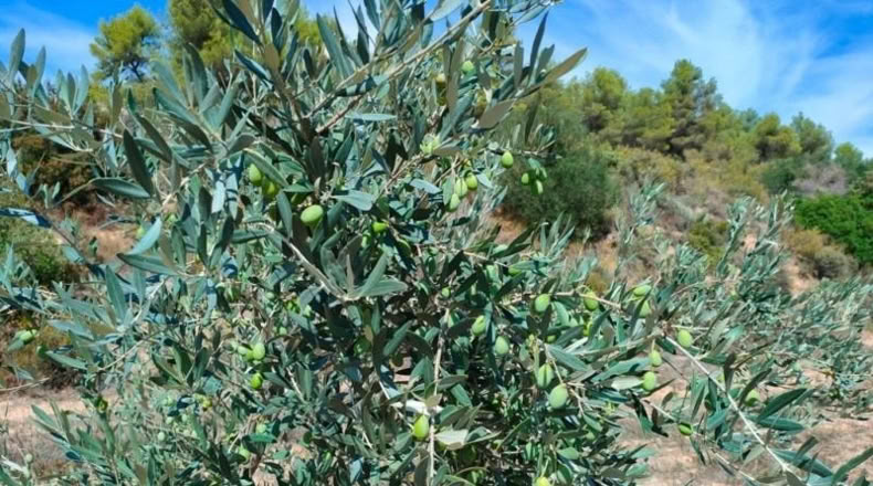 Tarragona - Horta de Sant Joan - 99901m2