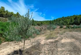 Foto 9