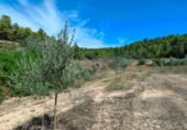 Detached villa with land for sale on España, Horta de Sant Joan, ref: TR322418 photo