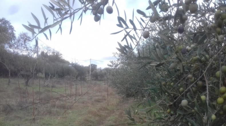 Cáceres - Arroyo de la Luz - 3500m2