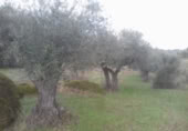 Terreno no urbanizable en venta en la España, Arroyo de la Luz, ref: TR118774 foto