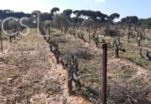 Terreno no urbanizable en venta en la España, Almonte, ref: TR306709 foto