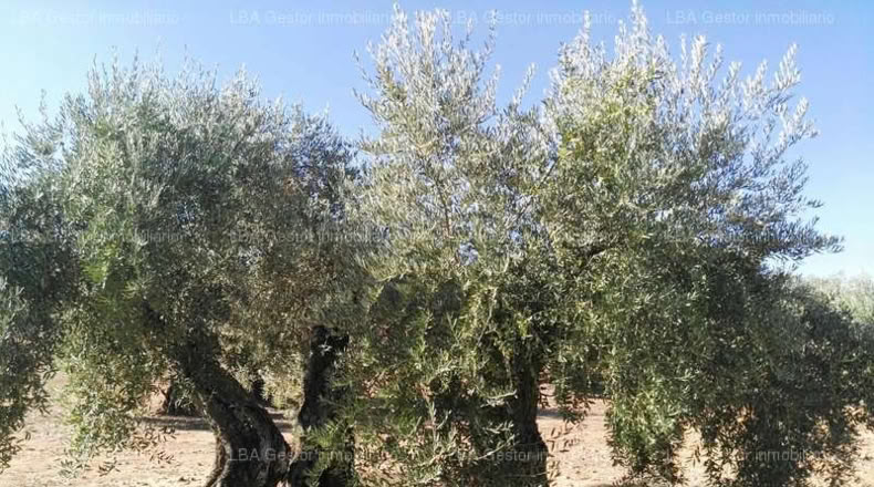 Jaén - Bailén - 7765m2