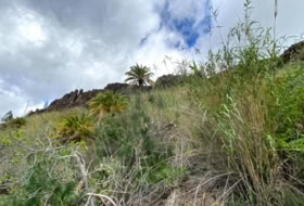 San Bartolomé de Tirajana 1000&nbsp;m² 