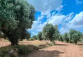 Xalet independent amb terreny en venda a la España, Bellmunt de Mesquí, ref.: TR317209 foto