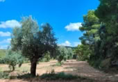 Xalet independent amb terreny en venda a la España, Bellmunt de Mesquí, ref.: TR317209 foto