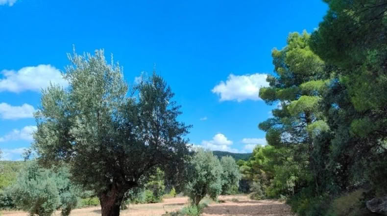 Teruel - Belmonte de San José - 48371m2