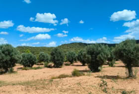 Bellmunt de Mesquí 48371&nbsp;m² 