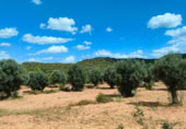 Xalet independent amb terreny en venda a la España, Bellmunt de Mesquí, ref.: TR317209 foto